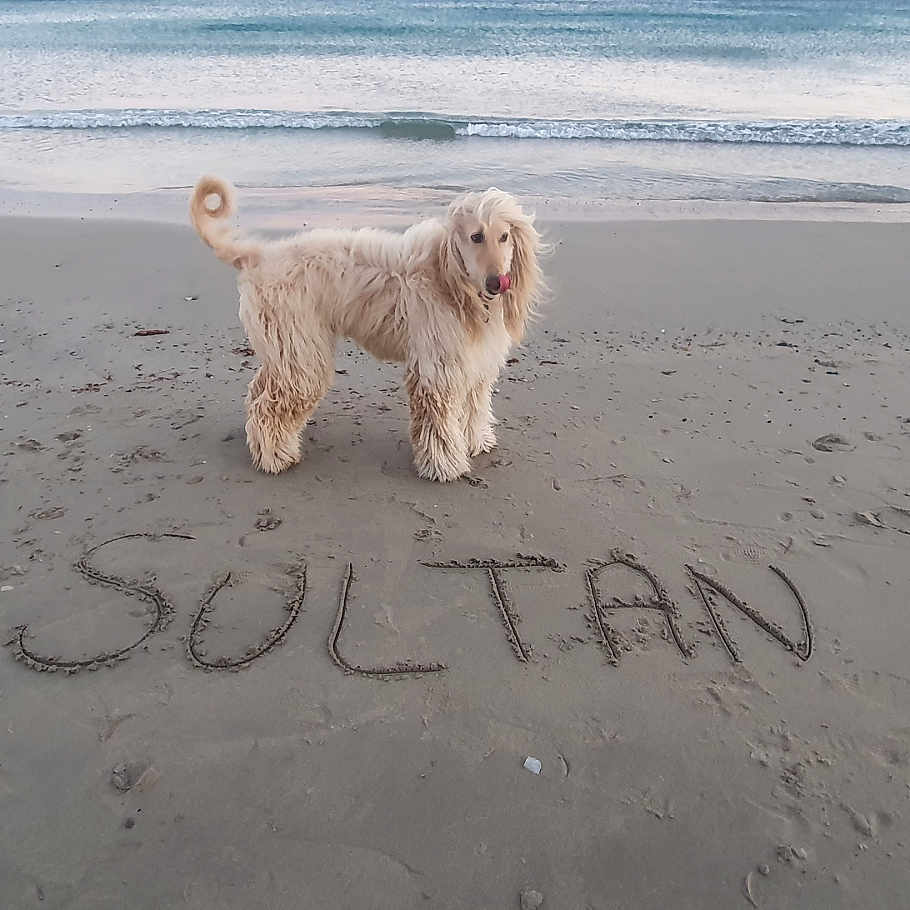Sultan participe au concours pour gagner de l'argent avec cette photo : dog, beach, sand, ocean, waves, animal, pet, canine, fur, outdoor, nature, water, coast, shore, pawprints, name, text_in_sand, calm, sky, sunset