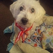 Frappe joined the competition — help win amazing prizes! animal, bandana, blanket, carpet, companion, cozy, curious, cute, dog, domestic_animal, friendly, fur, indoor, looking_up, mammal, pet, resting, seated, small_dog, white_dog