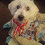 animal, bandana, blanket, carpet, companion, cozy, curious, cute, dog, domestic_animal, friendly, fur, indoor, looking_up, mammal, pet, resting, seated, small_dog, white_dog