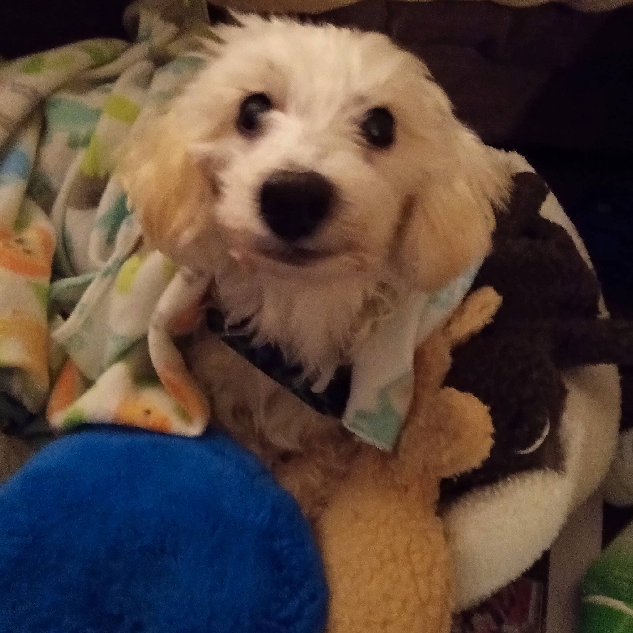 Frappe joined the competition — help win amazing prizes! canidae, carnivore, circle, cockapoo, companion_dog, dog, dog_breed, dog_supply, fur, happy, labradoodle, maltepoo, non_sporting_group, puppy_love, small_terrier, snout, sporting_group, toy_dog, whiskers, working_animal