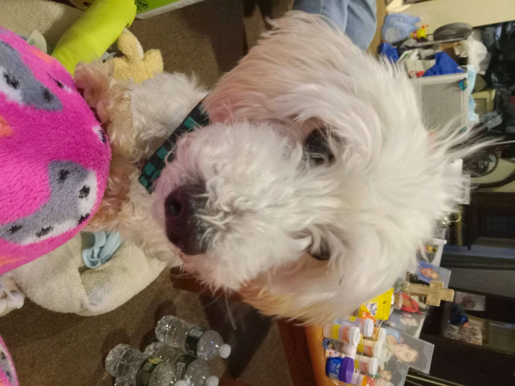 Frappe is registered to the contest to win money with this photo: bichon, canidae, carnivore, cockapoo, companion_dog, dog, dog_breed, dog_supply, event, fur, labradoodle, puppy_love, schnauzer, small_terrier, sporting_group, stuffed_toy, terrier, toy, toy_dog, welsh_terrier