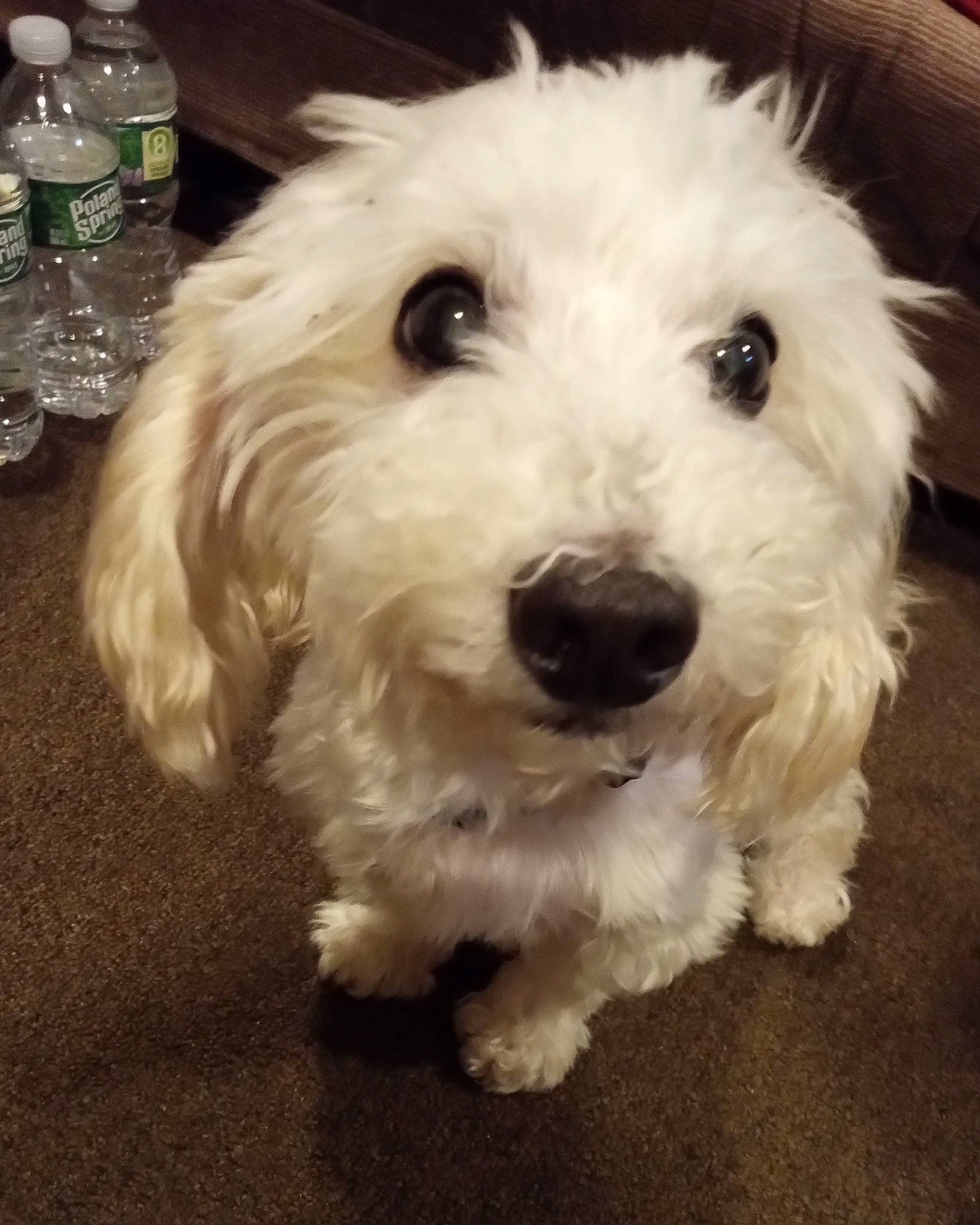 Frappe is registered to the contest to win money with this photo: bottle, canidae, carnivore, companion_dog, distilled_water, dog, dog_breed, drinking_water, fur, hair, maltepoo, plastic_bottle, small_terrier, snout, sporting_group, terrier, toy_dog, water_bottle, water_dog, working_animal