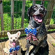 Lady joined the competition — help win amazing prizes! dog, pet, outdoor, sunlight, deck, fence, bow, patriotic, happy, tongue_out, smiling, black_dog, white_dog, companion, animal, grass, collar, summer, playful, canine