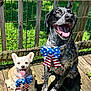 dog, pet, outdoor, sunlight, deck, fence, bow, patriotic, happy, tongue_out, smiling, black_dog, white_dog, companion, animal, grass, collar, summer, playful, canine