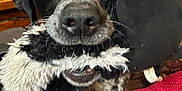 Lady is registered to the contest to win money with this photo: dog, black_and_white, toy, indoor, close_up, pet, animal, red_fabric, furry, mouth, nose, wooden_furniture, background_blur, household_items, domestic, cute, playful, whiskers, eyes, fur
