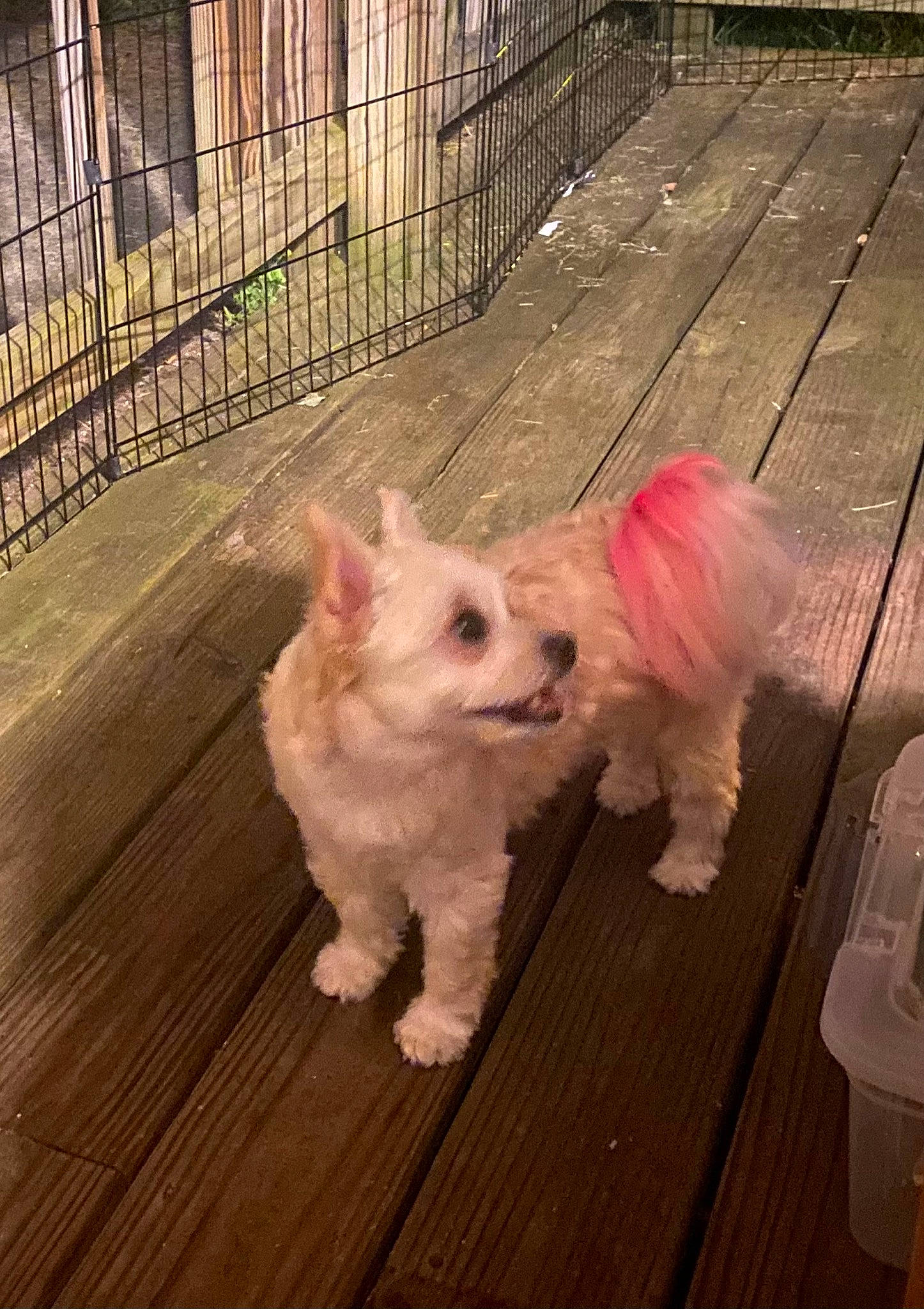 Sady is registered to the contest to win money with this photo: carnivore, collar, companion_dog, dog, dog_breed, dog_clothes, dog_supply, fawn, fence, flooring, fur, hardwood, pet_supply, small_terrier, snout, tail, terrier, toy_dog, wood, working_animal