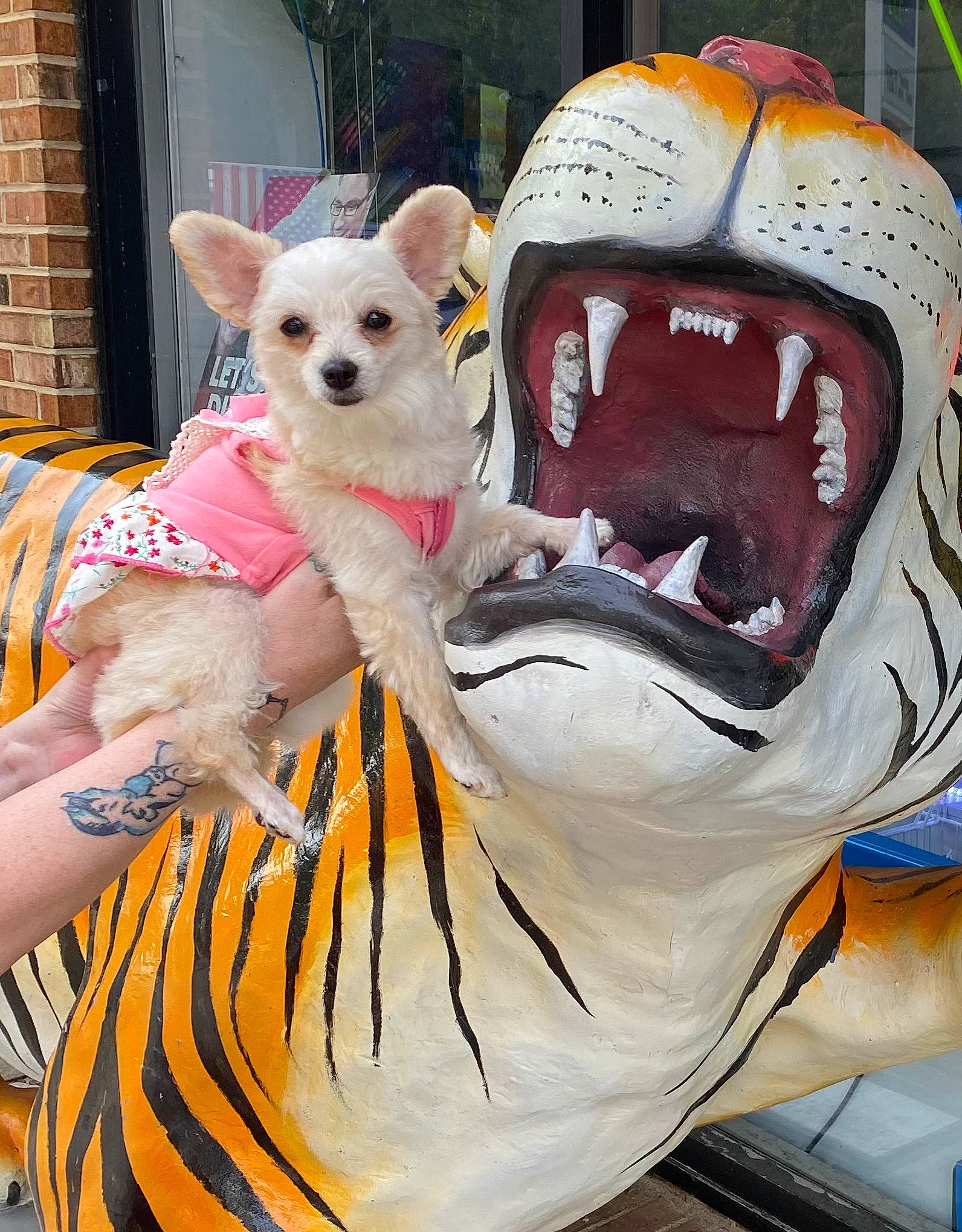 Sady is registered to the contest to win money with this photo: canidae, carnivore, companion_dog, costume, costume_hat, dog, dog_breed, dog_clothes, dog_supply, fashion_accessory, fawn, fictional_character, fur, headgear, orange, snout, sporting_group, toy_dog, white, working_animal