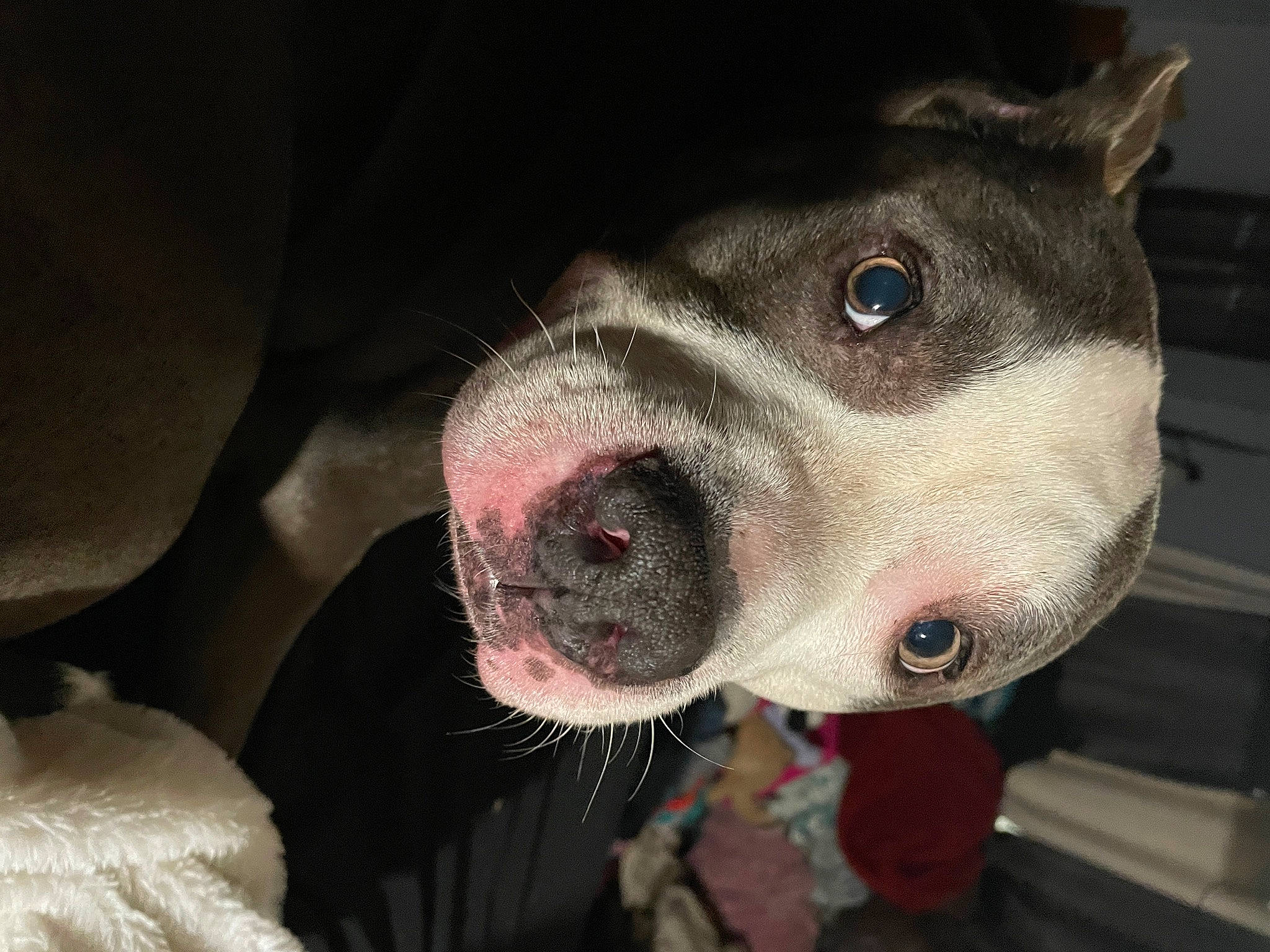 Bentley joined the competition — help win amazing prizes! canidae, carnivore, companion_dog, dog, dog_breed, fawn, fur, guard_dog, jaw, non_sporting_group, snout, sporting_group, whiskers, working_animal