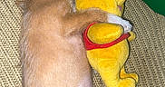 Luella is registered to the contest to win money with this photo: puppy, dog, sleeping, curled_up, cuddling, plush_toy, teddy_bear, winnie_the_pooh, yellow, red_shirt, blanket, cozy, indoor, pet, fur, tail, paws, close_up, resting, cute