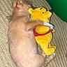 puppy, dog, sleeping, curled_up, cuddling, plush_toy, teddy_bear, winnie_the_pooh, yellow, red_shirt, blanket, cozy, indoor, pet, fur, tail, paws, close_up, resting, cute