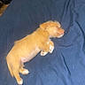 Luella is registered to the contest to win money with this photo: puppy, dog, sleeping, lying_down, golden_fur, small_dog, animal, pet, blanket, blue_blanket, indoor, cute, adorable, fluffy, snout, paws, tail, relaxed, nap, portrait