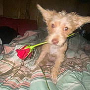 Luella is registered to the contest to win money with this photo: puppy, dog, rose, flower, bed, blanket, plaid, bedroom, indoor, pet, animal, portrait, flash_photography, floppy_ears, long_hair, brown_fur, sitting, cute, playful, bouquet
