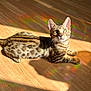 Astro participe au concours pour gagner de l'argent avec cette photo : animal, bright_eyes, cat, colorful_light, curious, domestic_cat, ears, feline, fur_pattern, indoor, lying_down, pet, playful_light, rainbow_reflections, relaxed, shadow, spotted_cat, sunlight, whiskers, wooden_floor