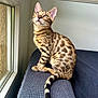 bengal_cat, cat, cozy, curious, cushion, domestic_cat, ears, feline, fur_pattern, indoor, kitten, looking_up, natural_light, pet, sitting, spotted_fur, striped_tail, whiskers, window, young_cat