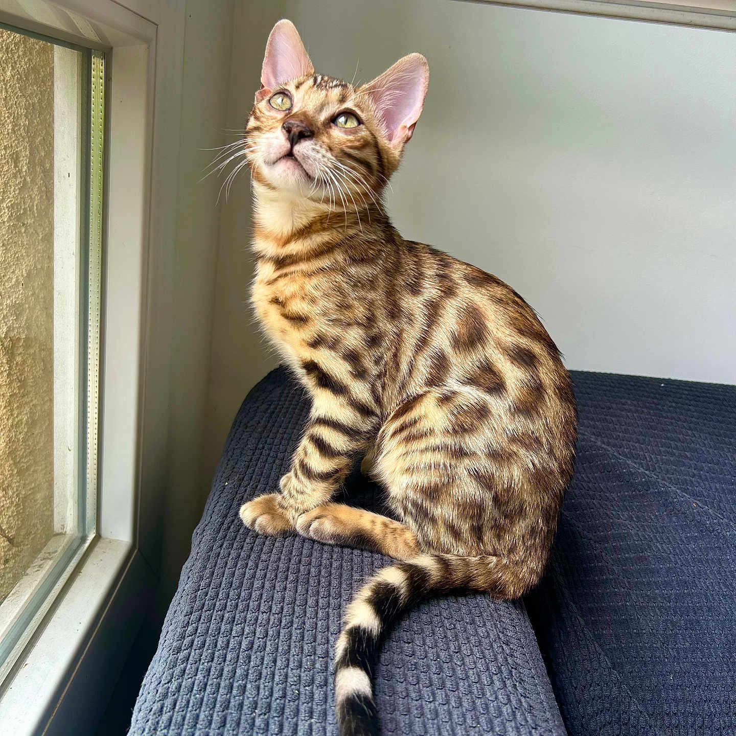 Astro participe au concours pour gagner de l'argent avec cette photo : bengal_cat, cat, cozy, curious, cushion, domestic_cat, ears, feline, fur_pattern, indoor, kitten, looking_up, natural_light, pet, sitting, spotted_fur, striped_tail, whiskers, window, young_cat