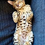 Astro participe au concours pour gagner de l'argent avec cette photo : animal, blue, cat, couch, cozy, cute, feline, indoor, kitten, nap, paw, pet, relaxed, resting, sleeping, soft, spotted_fur, texture, whiskers, young