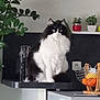 bag, banana, black_and_white, cat, counter, curious, fluffy, fruit_basket, furniture, houseplant, indoor, kitchen, light_bulb, orange, pet, plant, pot, power_outlet, sofa, table