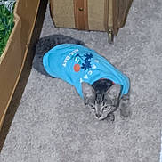 Poppers joined the competition — help win amazing prizes! cat, tabby, pet_clothing, blue_shirt, carpet, indoor, curious, small_cat, feline, suitcase, woven, greenery, floor, animal, cute, domestic_animal, relaxed, young_cat, household, cozy