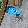 cat, tabby, pet_clothing, blue_shirt, carpet, indoor, curious, small_cat, feline, suitcase, woven, greenery, floor, animal, cute, domestic_animal, relaxed, young_cat, household, cozy