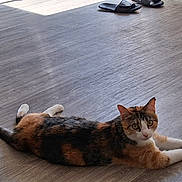 Nala is registered to the contest to win money with this photo: cat, calico_cat, floor, wooden_floor, pet, animal, indoor, relaxed, stretched_out, looking, curious, sandals, footwear, black_sandals, domestic_cat, feline, whiskers, ears, tail, paws
