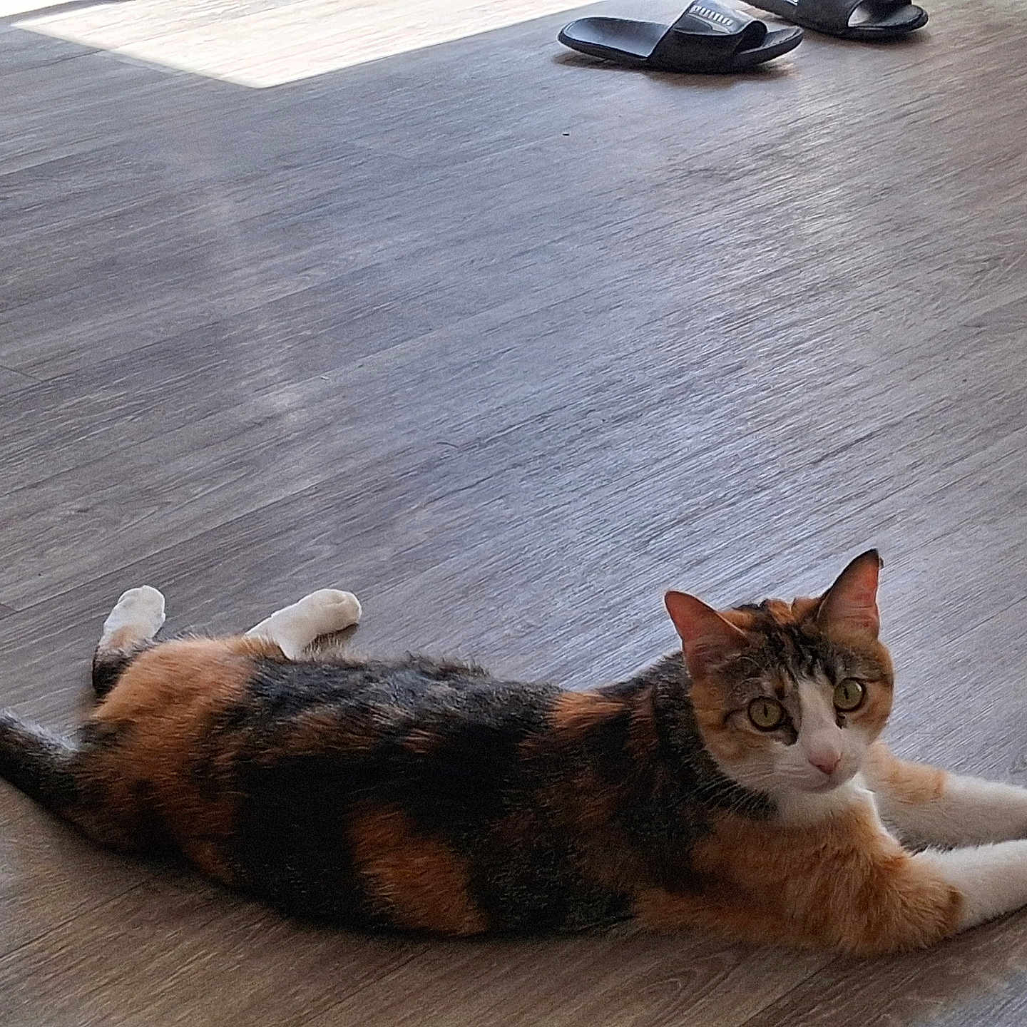 Nala