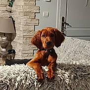 Alya participe au concours pour gagner de l'argent avec cette photo : puppy, dog, brown_dog, fluffy_blanket, indoor, lamp, stone_wall, door, curious, pet, collar, fur, cozy, living_room, furniture, relaxed, cute, animal, home, domestic