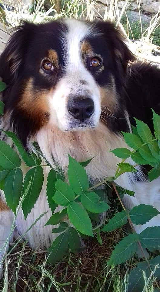 Milow a rejoint le concours — aidez-le/la à gagner de superbes lots ! ancient_dog_breeds, canidae, carnivore, companion_dog, dog, dog_breed, event, grass, green, herding_dog, natural_landscape, nature, plant, snout, sporting_group, working_animal, working_dog