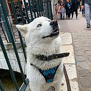 Talia participe au concours pour gagner de l'argent avec cette photo : accessories, adult, animal, canine, clothing, coat, dog, footwear, glasses, husky, male, man, path, person, pet, railing, shoe, sidewalk, strap, walkway