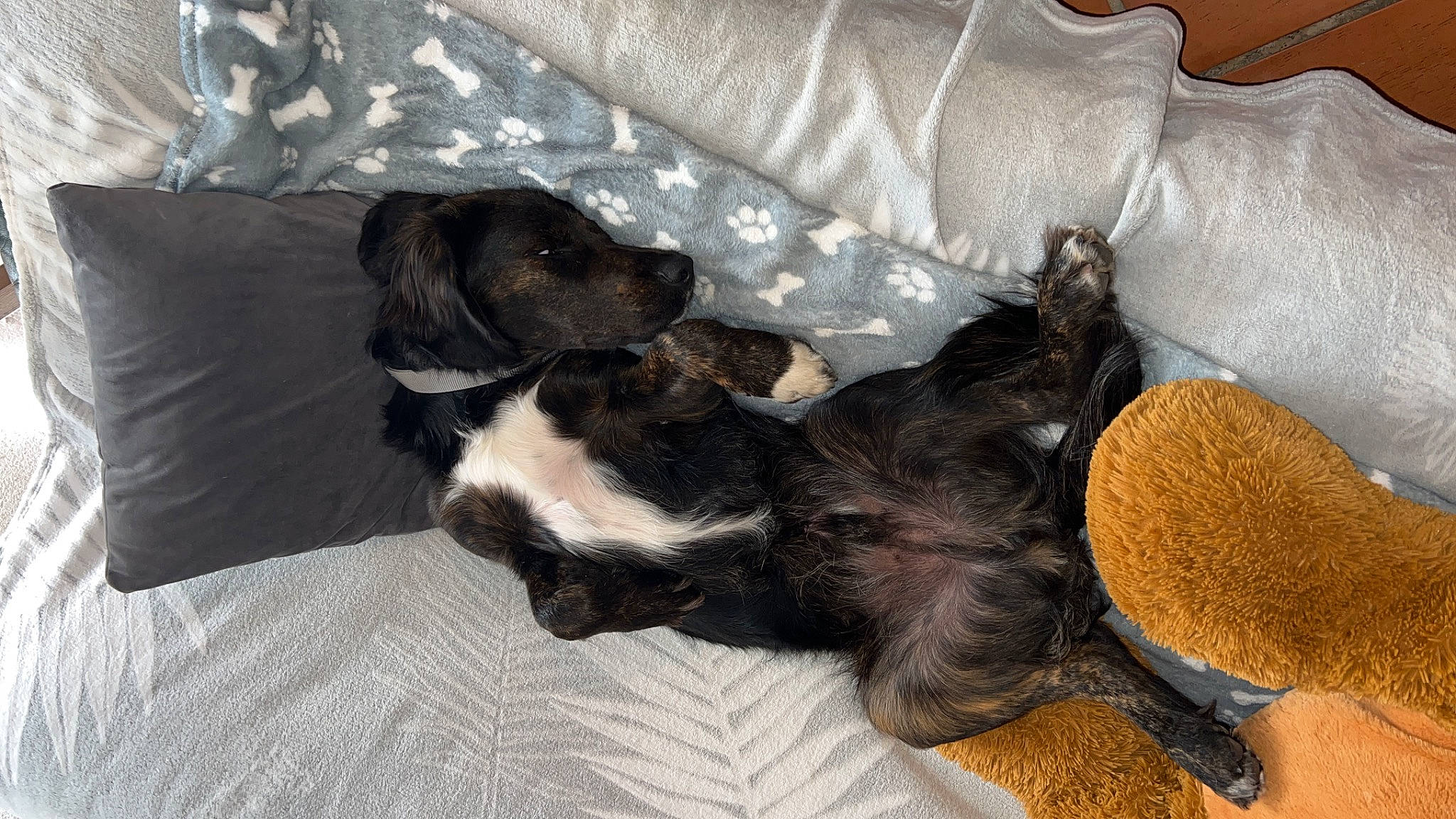 Asco participe au concours pour gagner de l'argent avec cette photo : canidae, carnivore, comfort, companion_dog, dog, dog_breed, dog_supply, fawn, fur, liver, nap, sporting_group, tail, working_animal