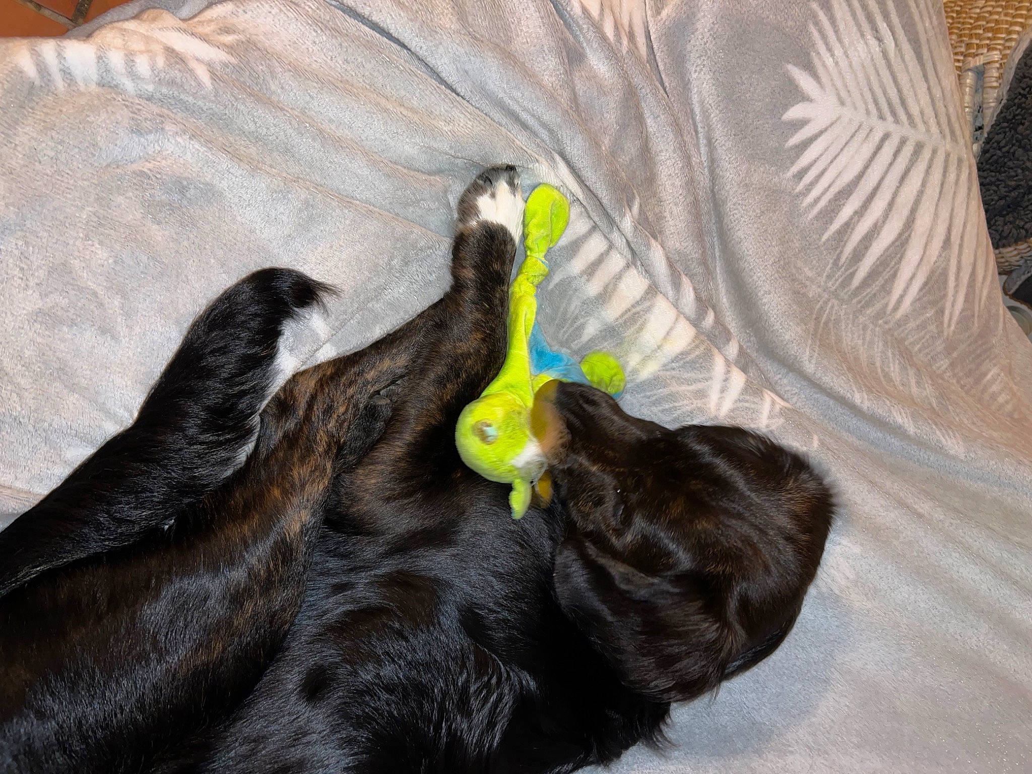 Asco a rejoint le concours — aidez-le/la à gagner de superbes lots ! black_cat, bombay, canidae, carnivore, claw, comfort, companion_dog, dog, dog_breed, domestic_short_haired_cat, felidae, fur, grey, liver, paw, small_to_medium_sized_cats, snout, tail, whiskers, wood