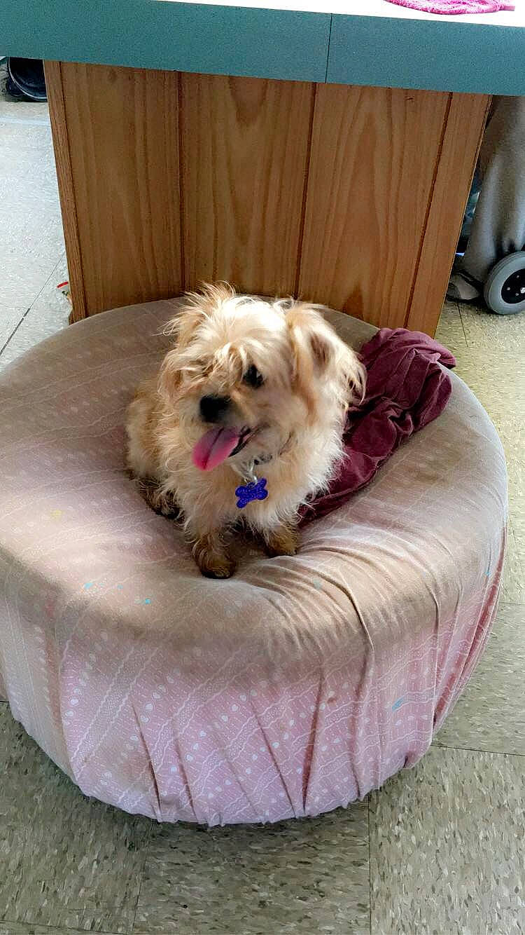 Daisy is registered to the contest to win money with this photo: cairn_terrier, canidae, carnivore, chinese_imperial_dog, companion_dog, dog, dog_bed, dog_breed, glen_of_imaal_terrier, lhasa_apso, maltepoo, maltese, mammal, puppy, schnoodle, shih_tzu, sporting_lucas_terrier, terrier, tibetan_terrier, west_highland_white_terrier