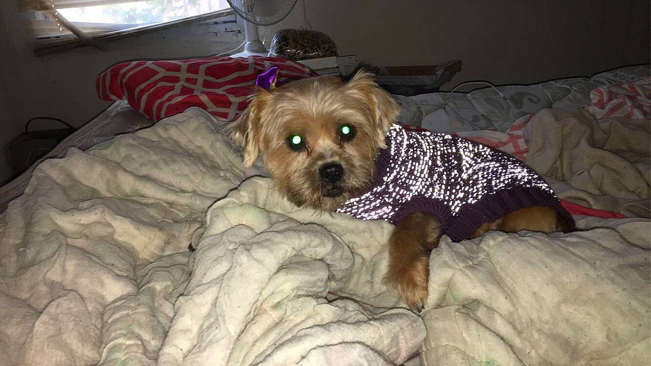 Daisy joined the competition — help win amazing prizes! bolonka, canidae, carnivore, cavachon, cavapoo, chinese_imperial_dog, companion_dog, dog, dog_breed, lhasa_apso, maltepoo, mammal, morkie, poodle_crossbreed, puppy, schnoodle, shih_tzu, vertebrate, yorkipoo, yorkshire_terrier