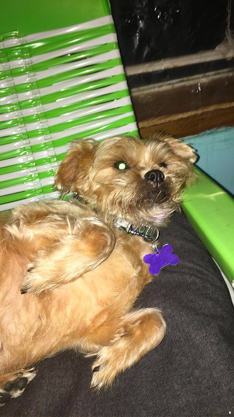 Daisy is registered to the contest to win money with this photo: border_terrier, canidae, carnivore, cavapoo, companion_dog, dog, dog_breed, mammal, morkie, norfolk_terrier, poodle_crossbreed, puppy, schnoodle, snout, sporting_group, terrier, toy_dog, vertebrate, yorkipoo, yorkshire_terrier