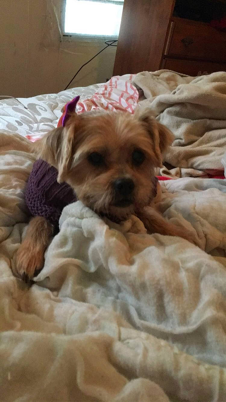 Daisy is registered to the contest to win money with this photo: bolonka, border_terrier, canidae, carnivore, cavapoo, companion_dog, dog, dog_breed, lhasa_apso, mammal, morkie, puppy, rare_breed_dog, schnoodle, shih_tzu, snout, sporting_group, toy_dog, vertebrate, yorkshire_terrier