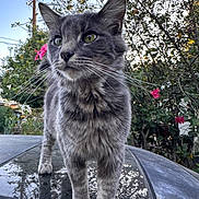 Whiskers is registered to the contest to win money with this photo: cat, gray_cat, tabby, whiskers, outdoor, garden, flowers, pink_flowers, car_roof, dusty_surface, plants, trees, sky, daylight, close_up, animal, pet, fur, nature, curious