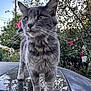 cat, gray_cat, tabby, whiskers, outdoor, garden, flowers, pink_flowers, car_roof, dusty_surface, plants, trees, sky, daylight, close_up, animal, pet, fur, nature, curious