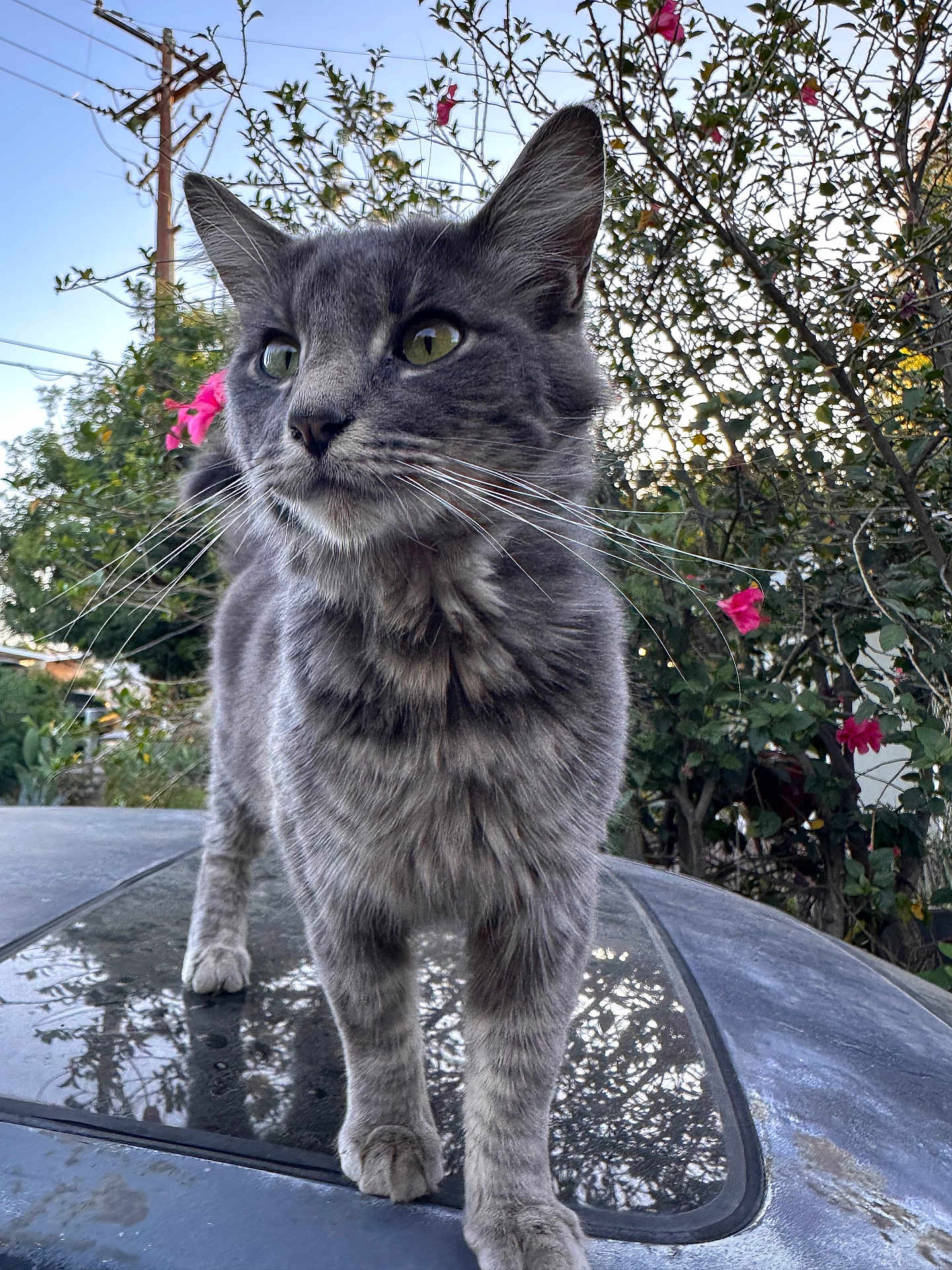 Whiskers
