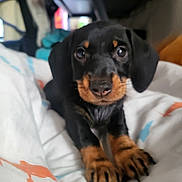 Axé a rejoint le concours — aidez-le/la à gagner de superbes lots ! puppy, dog, black_and_tan, close_up, cute, pet, animal, indoor, blanket, bed, cozy, young, paw, fur, looking, curious, small, domestic_animal, nose, ears