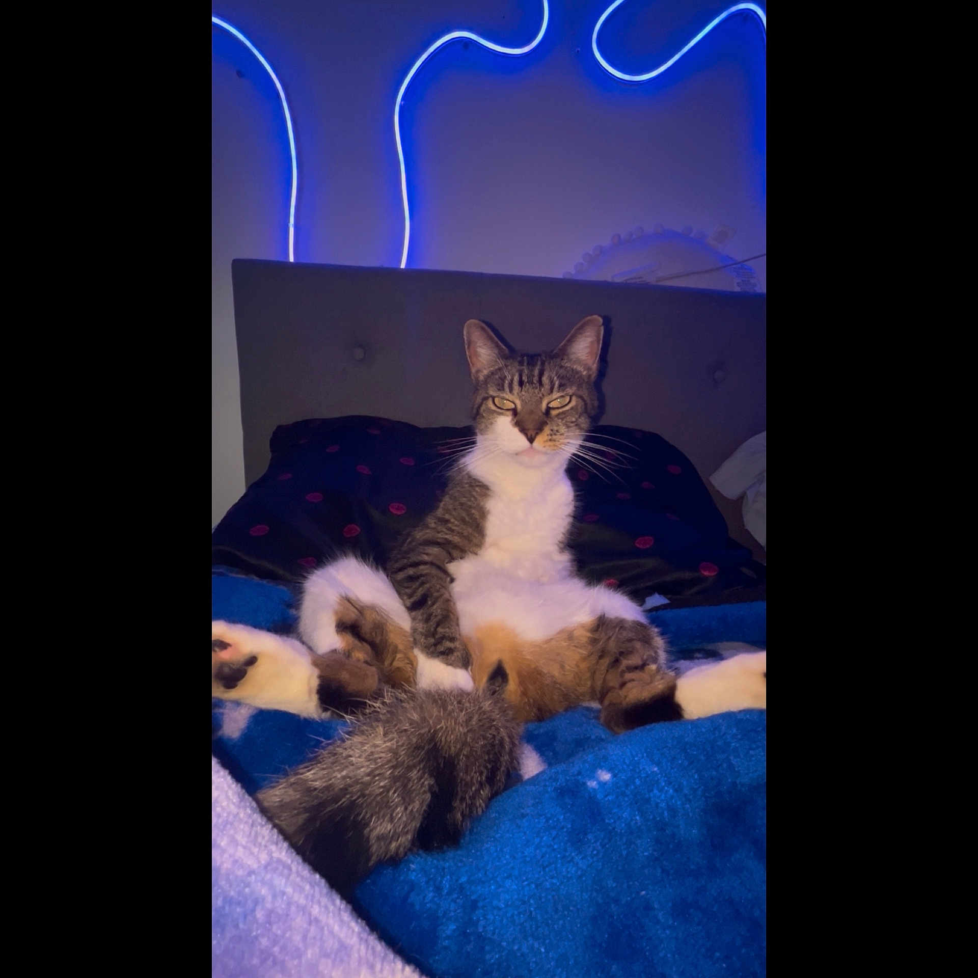 Leo