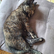Shadow a rejoint le concours — aidez-le/la à gagner de superbes lots ! cat, kitten, sleeping, tortoiseshell, fur, cushion, chair, indoor, pet, animal, cozy, resting, cute, feline, whiskers, paw, tail, relaxed, nap, home