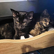 Shadow a rejoint le concours — aidez-le/la à gagner de superbes lots ! animal, black_cat, cat, cozy, cute, domestic, drawer, eyes, feline, fur, indoor, kitten, pets, resting, shadow, snug, tortoiseshell_cat, whiskers, wood, young