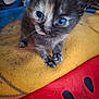 Shadow participe au concours pour gagner de l'argent avec cette photo : kitten, cat, tortoiseshell, blue_eyes, pet, animal, feline, close_up, cute, curious, young, fur, whiskers, blanket, indoor, soft_focus, paw, colorful, cozy, small