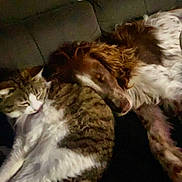 Jaya participe au concours pour gagner de l'argent avec cette photo : cat, dog, sleeping, couch, indoor, pet, furry, snuggling, cozy, resting, animal, companion, friendship, relaxation, brown, white, tabby, long_hair, domestic, cute