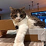Jaya a rejoint le concours — aidez-le/la à gagner de superbes lots ! cat, tabby, white_fur, cardboard_box, stretching_paw, table, indoor, pet, feline, closeup, whiskers, relaxed, curious, house, fur, animal, domestic, cute, brown, soft_light