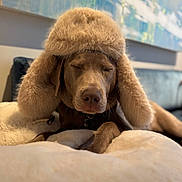 Logan is registered to the contest to win money with this photo: dog, hat, fluffy_hat, brown_dog, sleeping, closed_eyes, blanket, indoor, couch, cozy, fur, pet, resting, portrait, animal, furniture, soft, warm, relaxed, snuggled