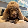 dog, hat, fluffy_hat, brown_dog, sleeping, closed_eyes, blanket, indoor, couch, cozy, fur, pet, resting, portrait, animal, furniture, soft, warm, relaxed, snuggled