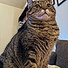 Kit Kat is registered to the contest to win money with this photo: animal, brown_fur, cat, close_up, couch, cozy, cushion, ears, feline, framed_pictures, funny_expression, green_eyes, home, indoors, pet, portrait, sitting, striped_fur, tabby_cat, whiskers