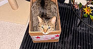 Kit Kat is registered to the contest to win money with this photo: animal, artificial_flowers, black_fabric, box, cardboard, carpet, cat, cozy, feline, flowers, home, indoors, looking_at_camera, pet, portrait, scratching_post, sitting, striped_fur, tabby_cat, yellow_eyes