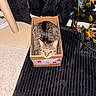 animal, artificial_flowers, black_fabric, box, cardboard, carpet, cat, cozy, feline, flowers, home, indoors, looking_at_camera, pet, portrait, scratching_post, sitting, striped_fur, tabby_cat, yellow_eyes
