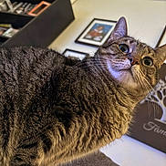 Kit Kat joined the competition — help win amazing prizes! animal, brown, cat, chair, close_up, ears, eyes, feline, fur, furniture, gray, home_decor, indoor, lounging, pet, portrait, sitting, striped_fur, tabby, whiskers